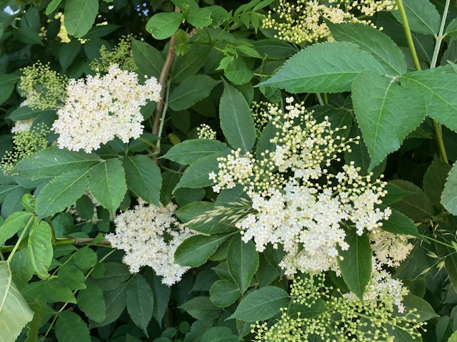 Hyldeblomstsaft uden sukker stevia